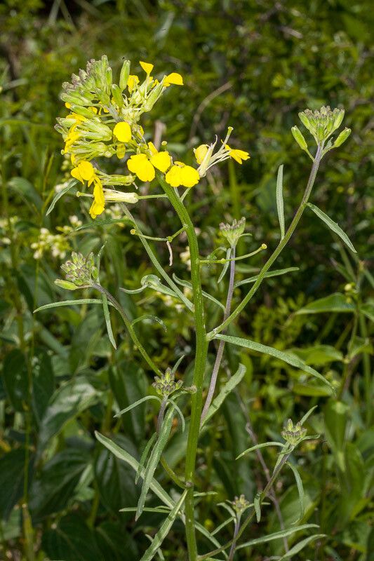 Erysimum rhaeticum fruit