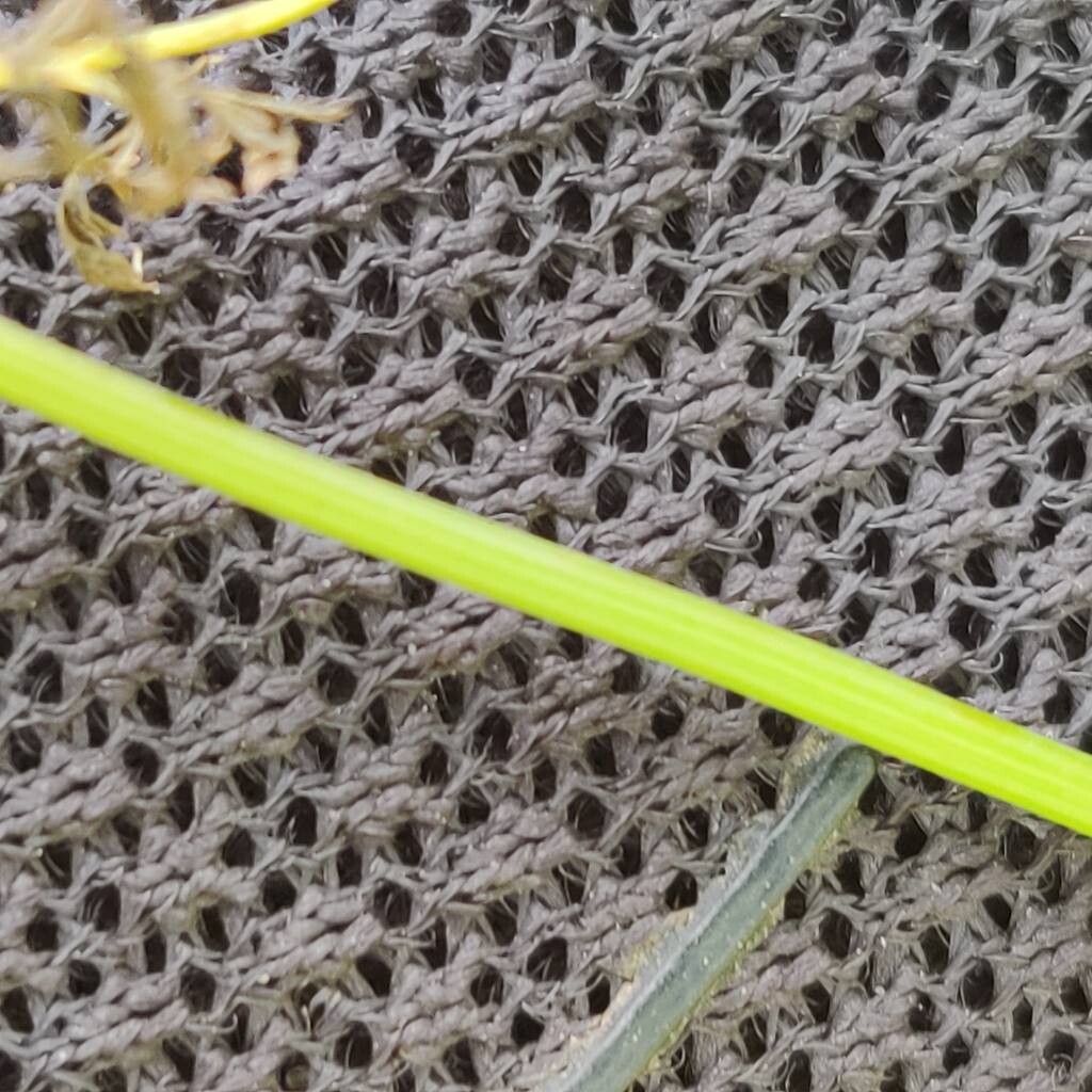 Trepocarpus aethusae bark