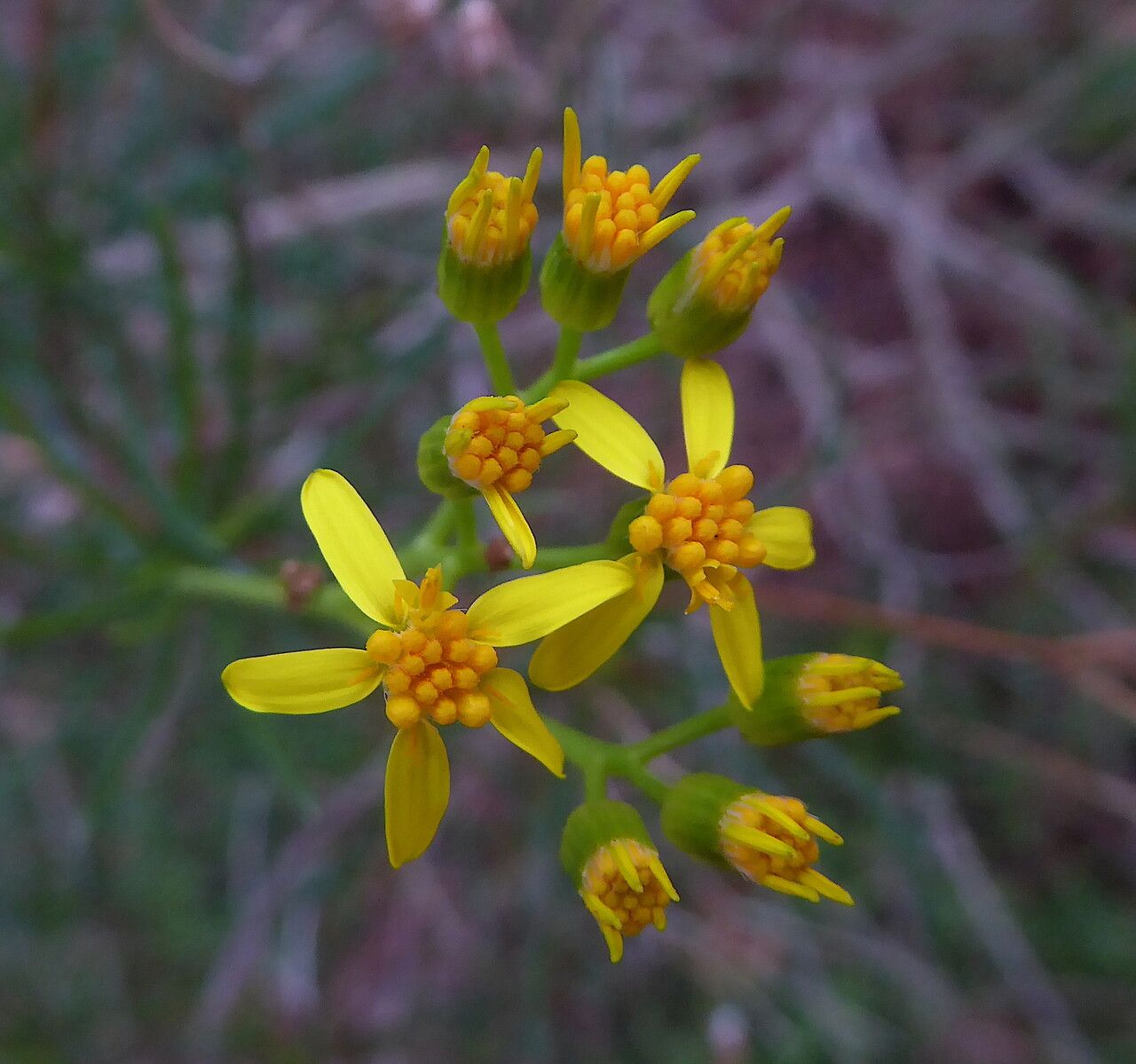 Senecio linearifolius flower