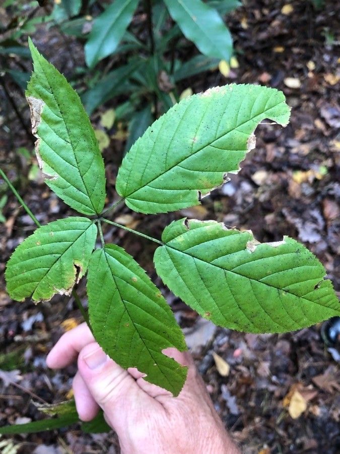 Rubus pedatifolius — search result for 'Rubus'