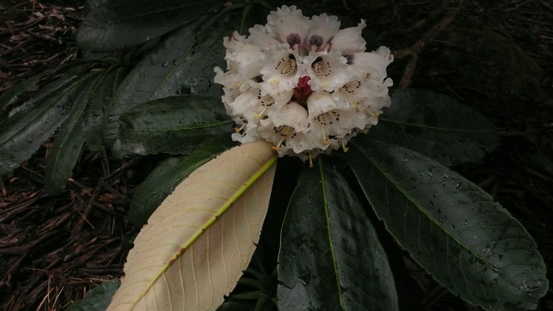 Rhododendron basilicum — search result for 'Basilicum'