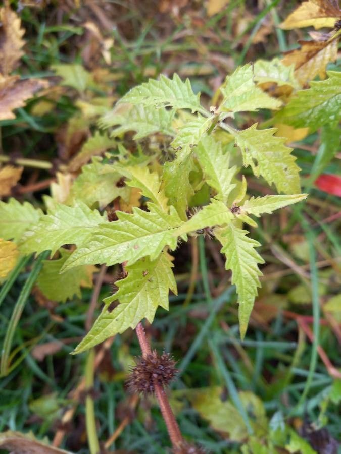 Lycopus europaeus leaf