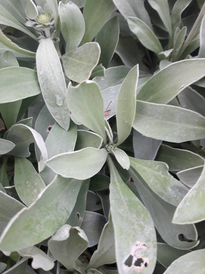 Scabiosa cretica leaf