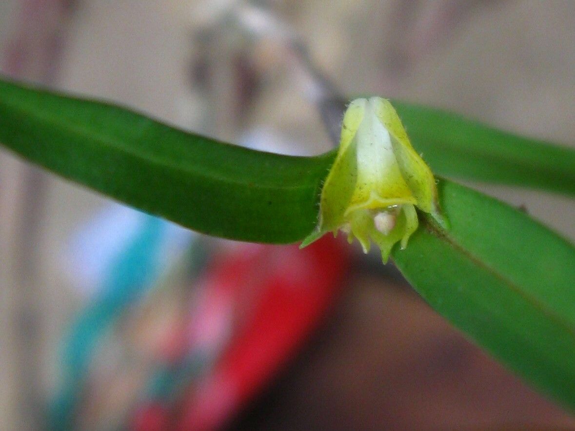 Polystachya lindblomii — houseplant care guide