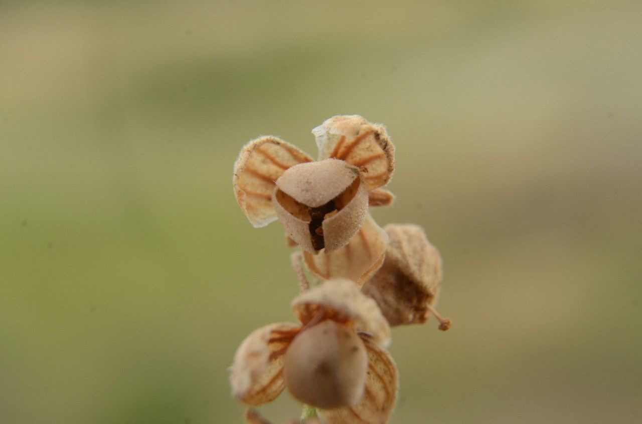 Helianthemum violaceum fruit