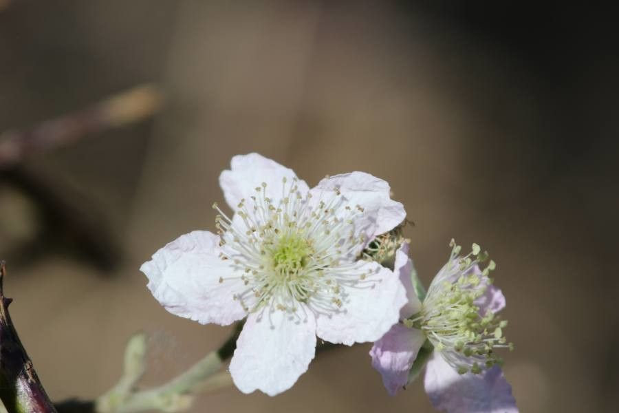 Rubus vulgaris flower