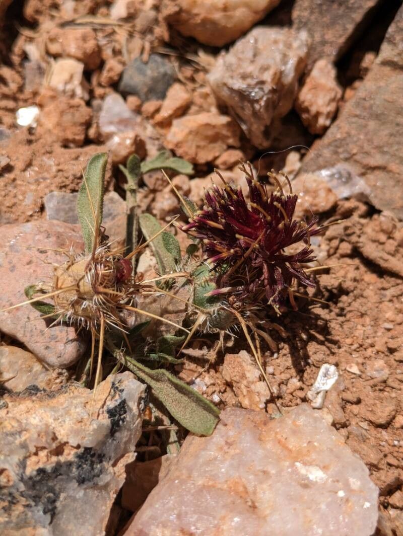 Centaurea pubescens flower