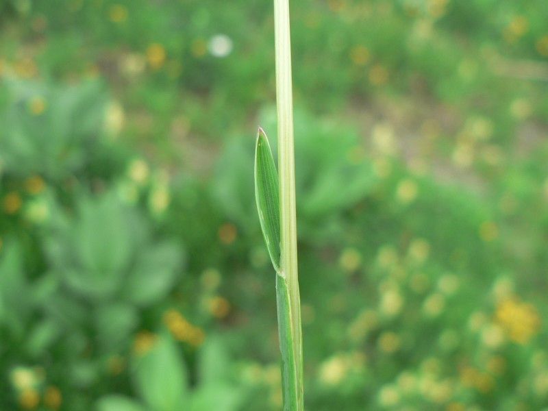 Helictochloa marginata — houseplant care guide