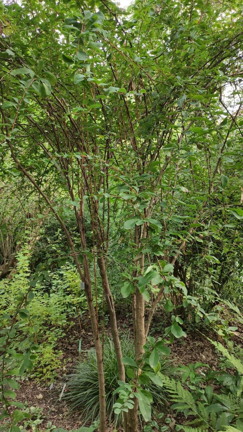 Berberis koreana habit
