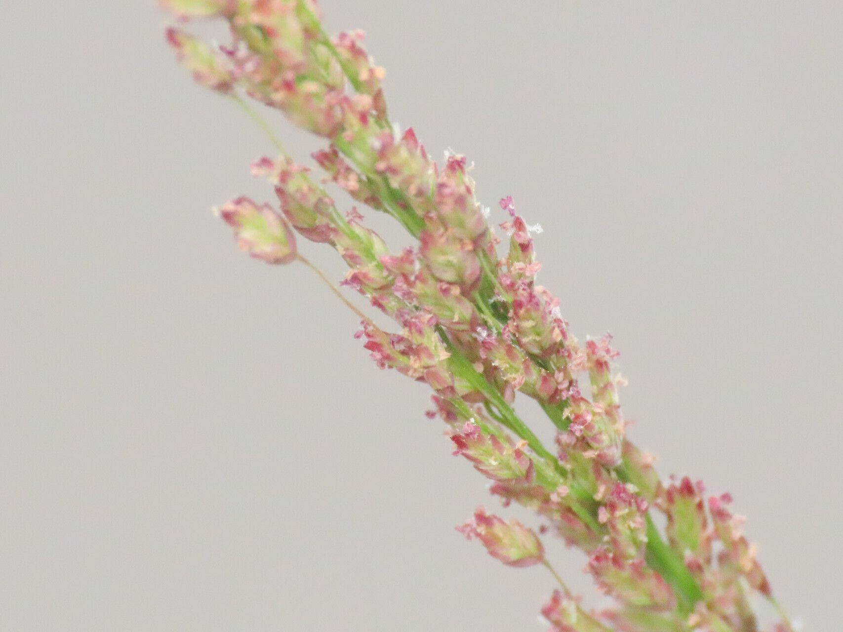 Eragrostis amabilis — related species from the same genus
