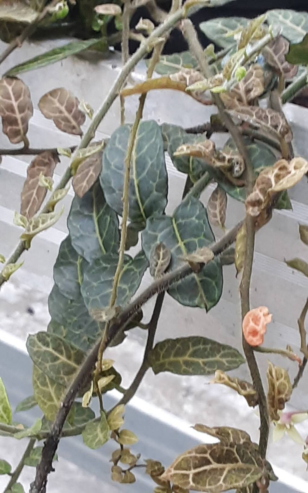 Solanum evolvulifolium — houseplant care guide