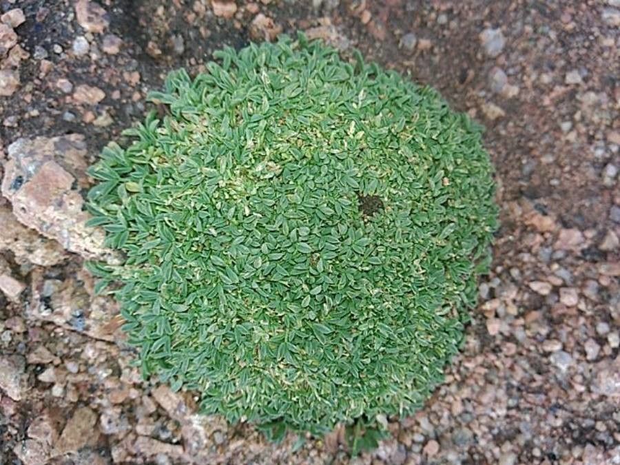 Diapensia lapponica leaf