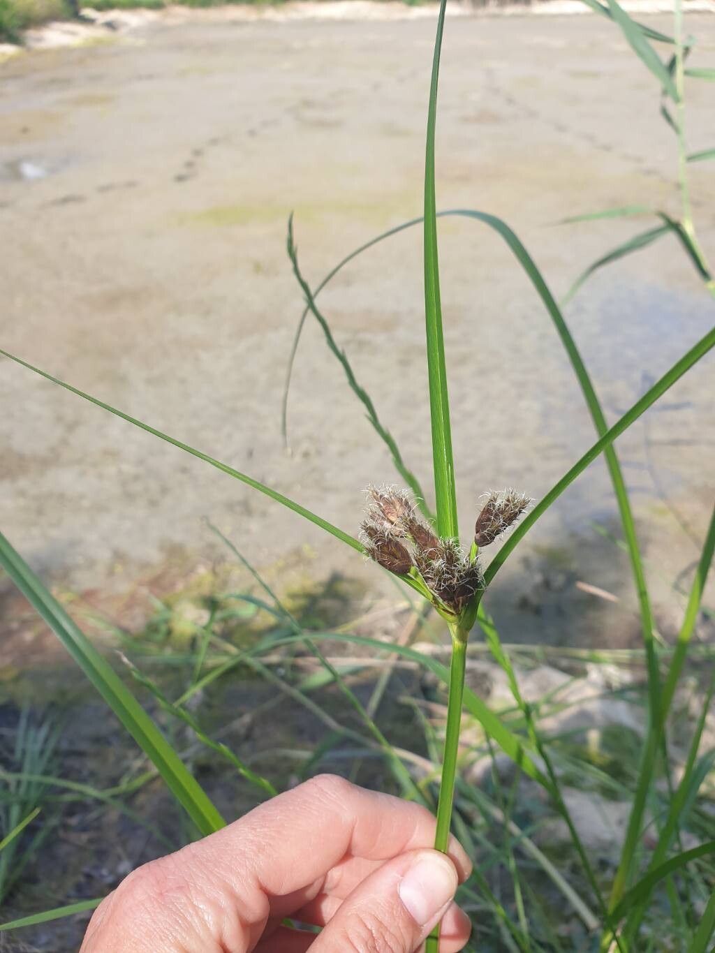 Bolboschoenus yagara — houseplant care guide