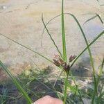 Bolboschoenus yagara