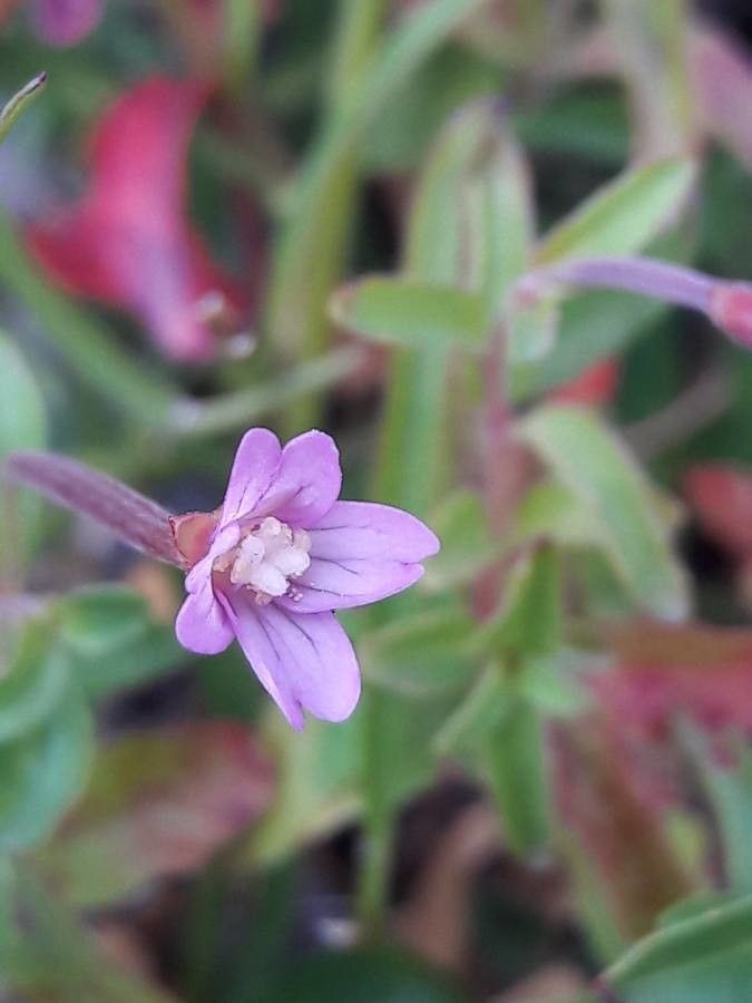 Epilobium anagallidifolium flower