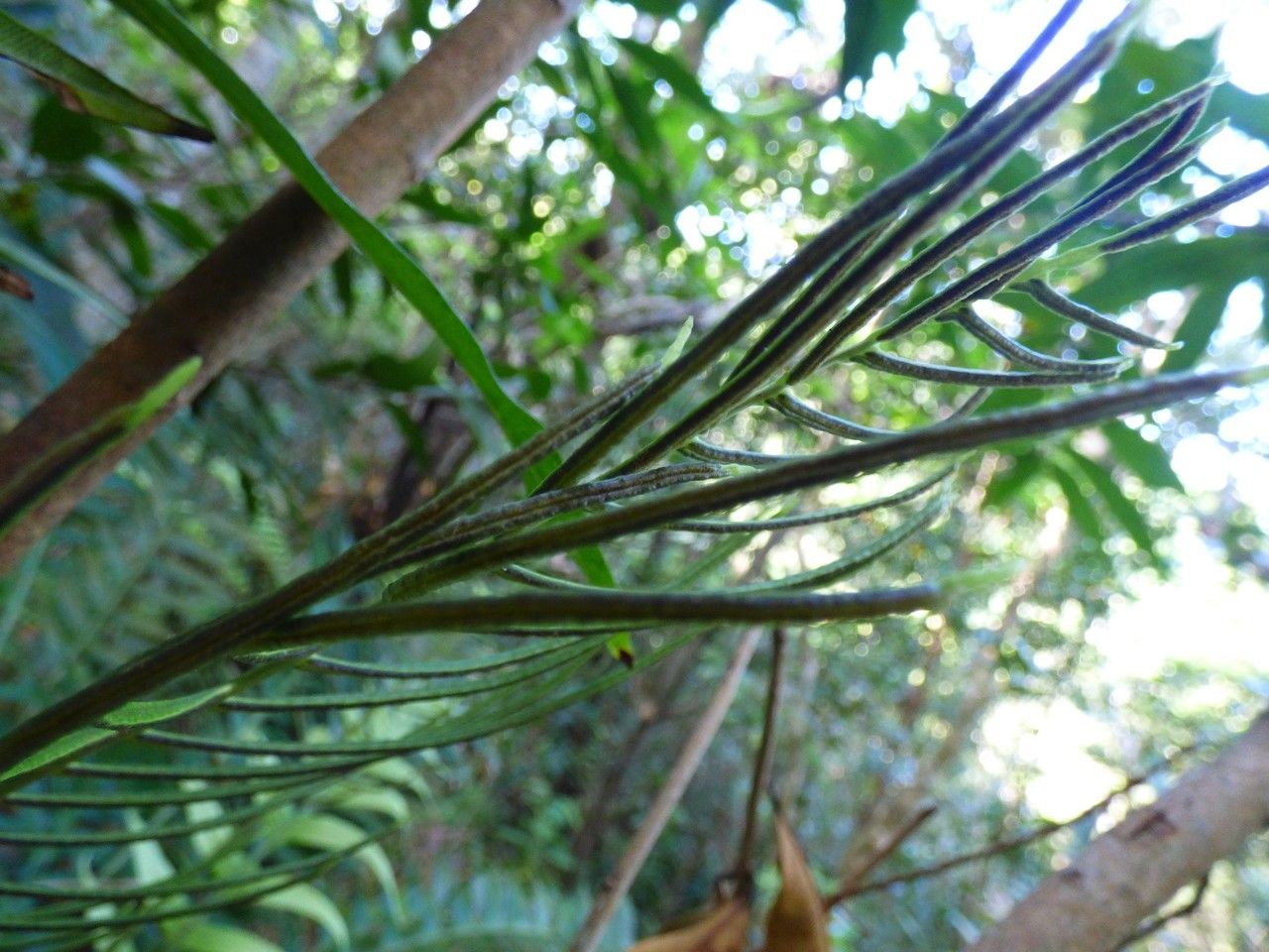 Blechnum attenuatum fruit