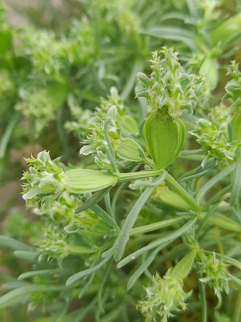 Pteranthus dichotomus fruit