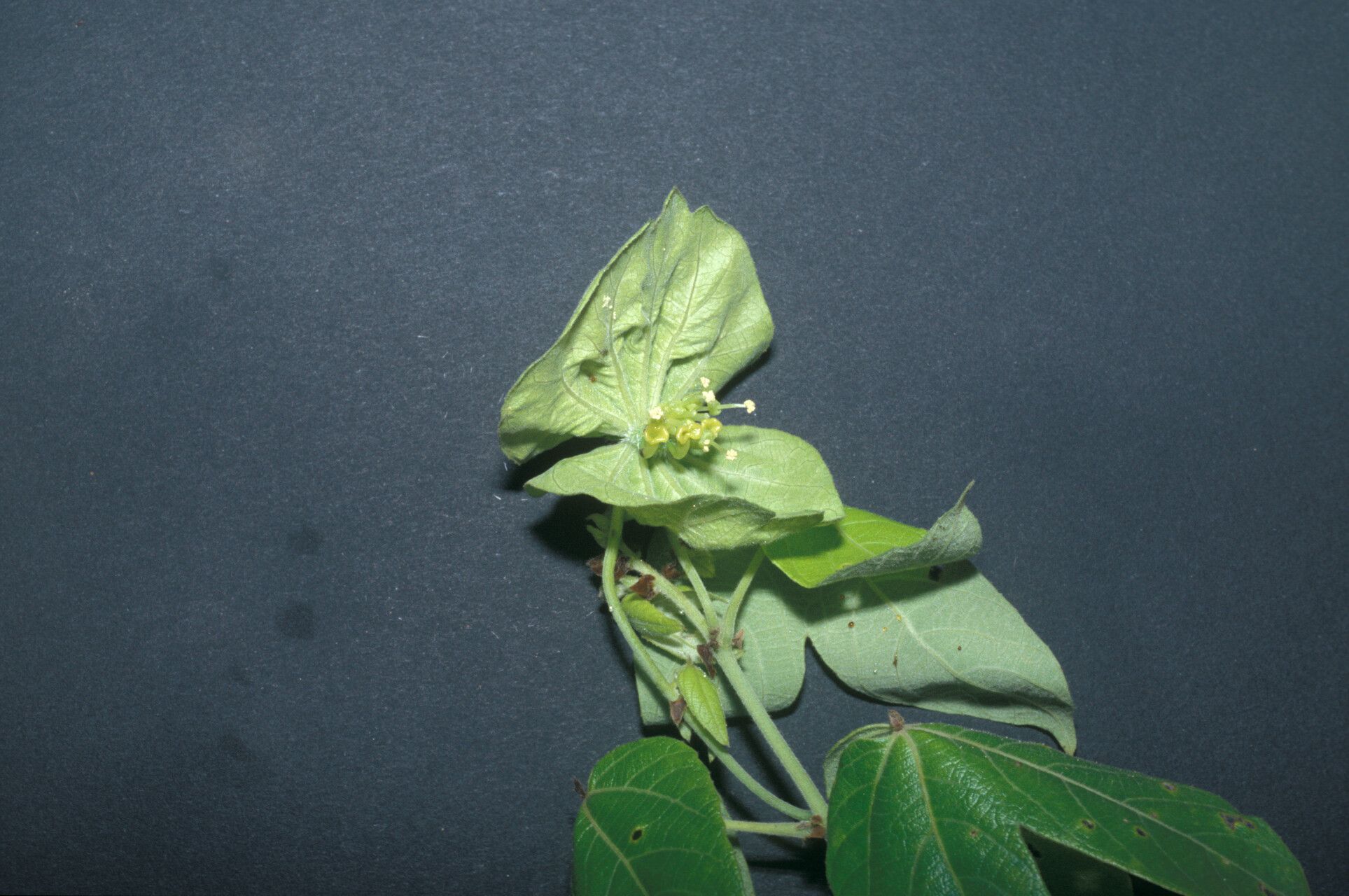 Dalechampia tiliifolia other