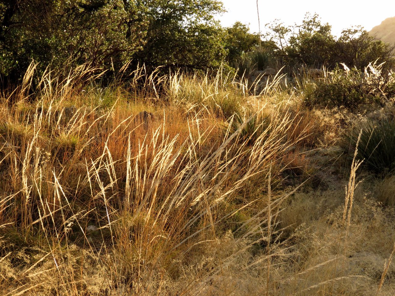 Muhlenbergia rigens habit
