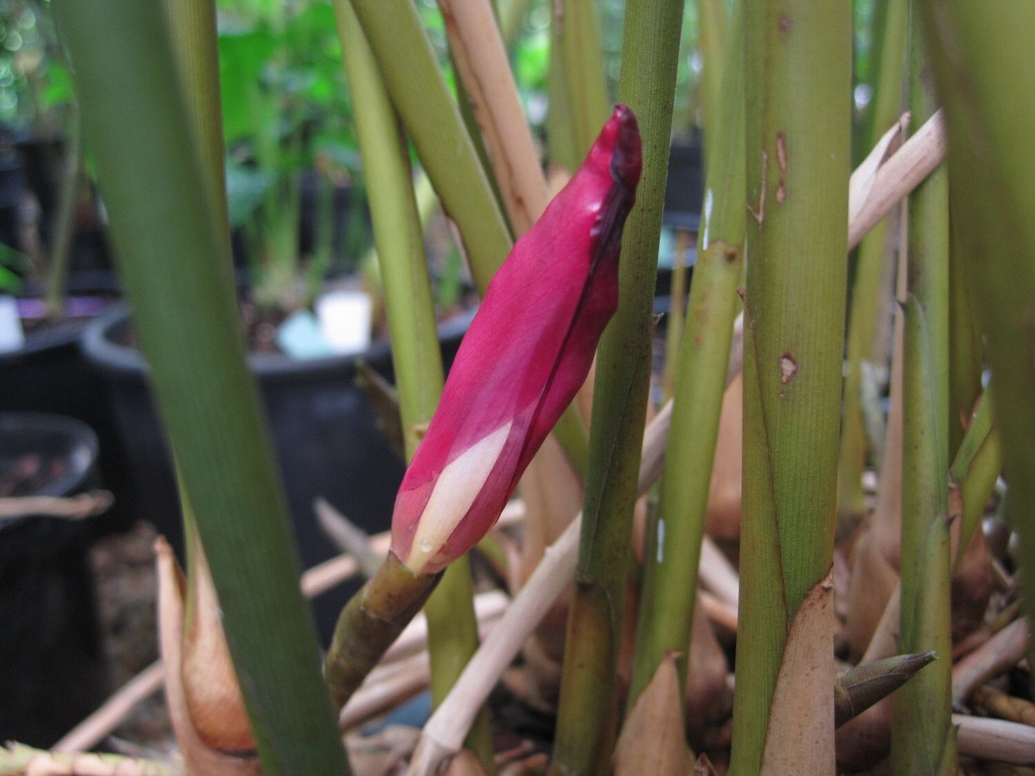 Aframomum plicatum — houseplant care guide