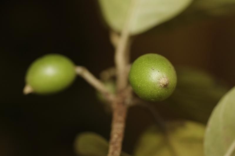 Siparuna decipiens fruit