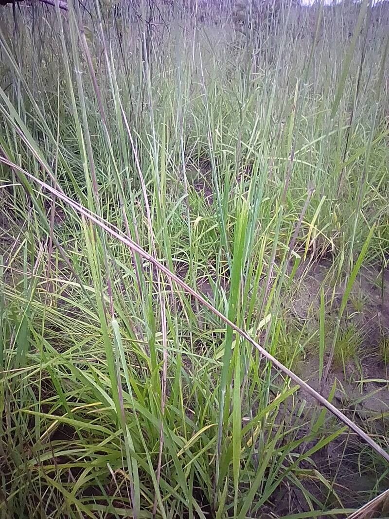 Elionurus platypus — houseplant care guide