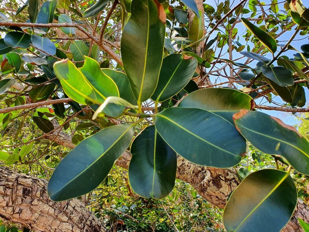 Garcinia anjouanensis leaf