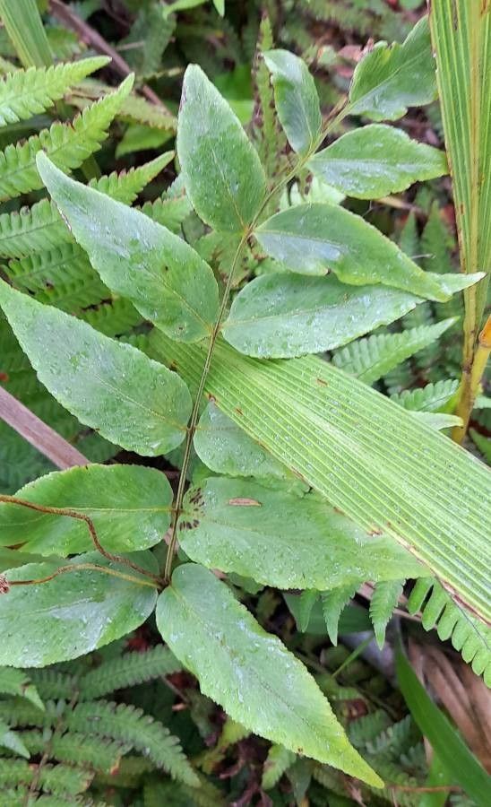 Anemia phyllitidis — houseplant care guide