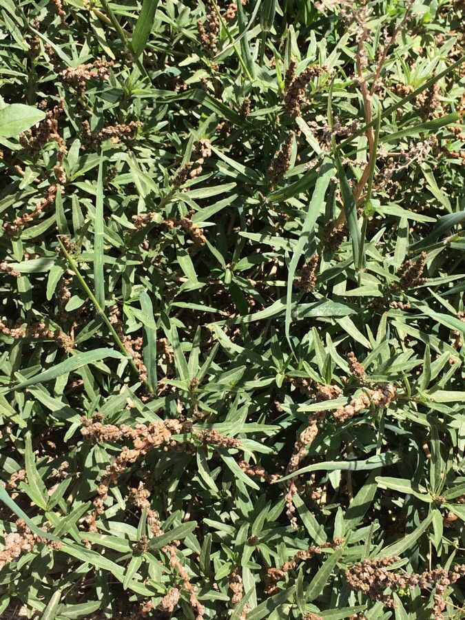 Amaranthus muricatus fruit