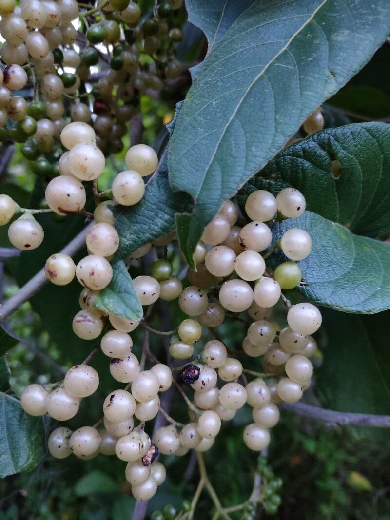 Cordia sulcata fruit