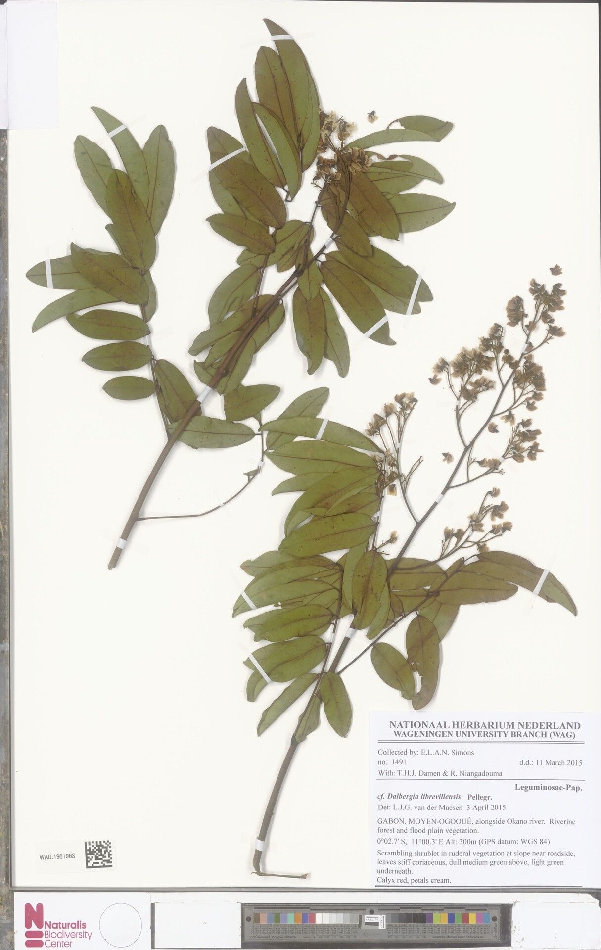 Dalbergia librevillensis — houseplant care guide