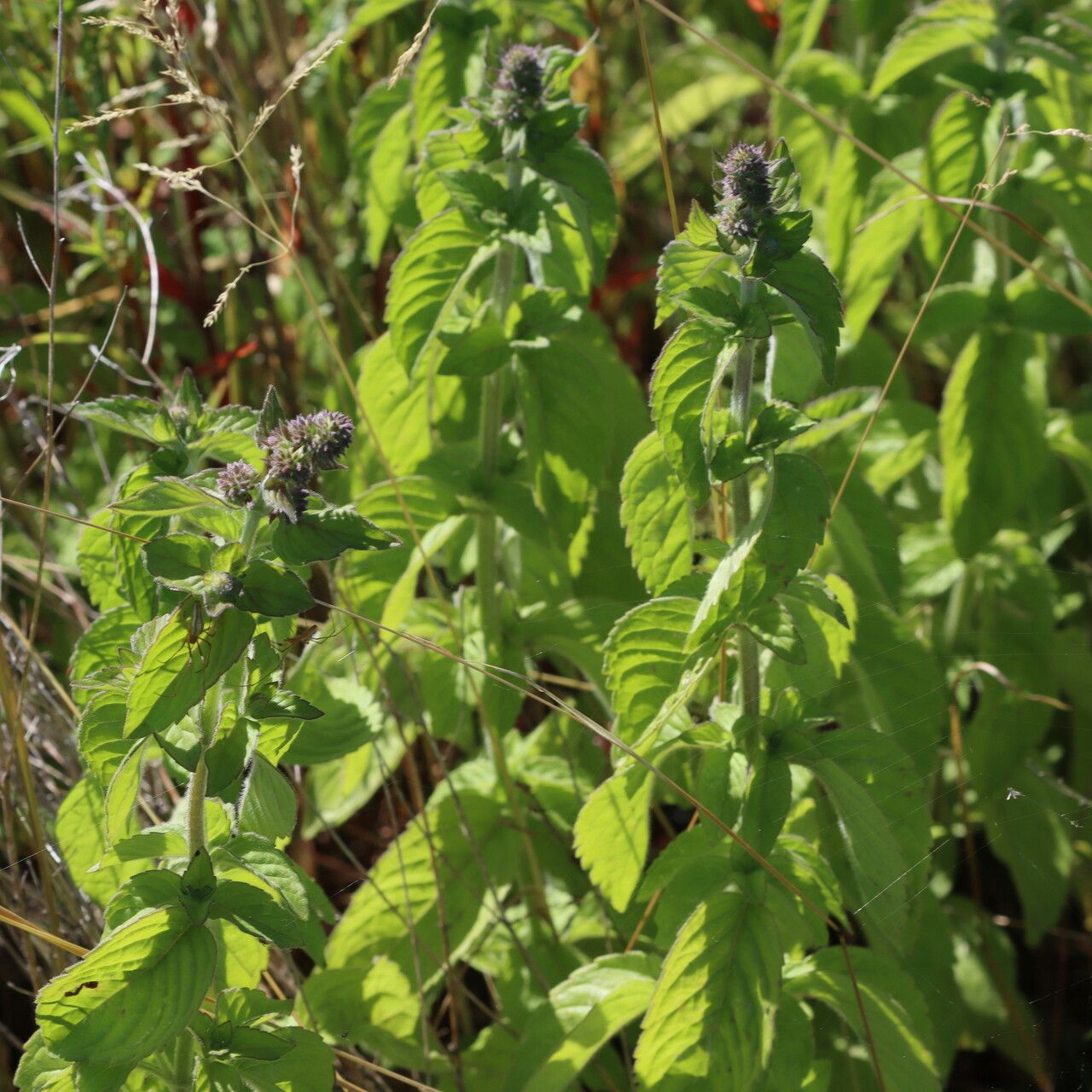 Mentha × verticillata leaf