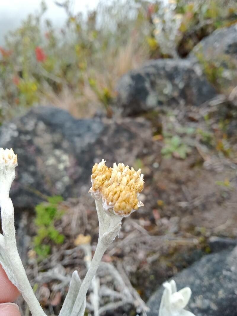 Pseudognaphalium elegans flower