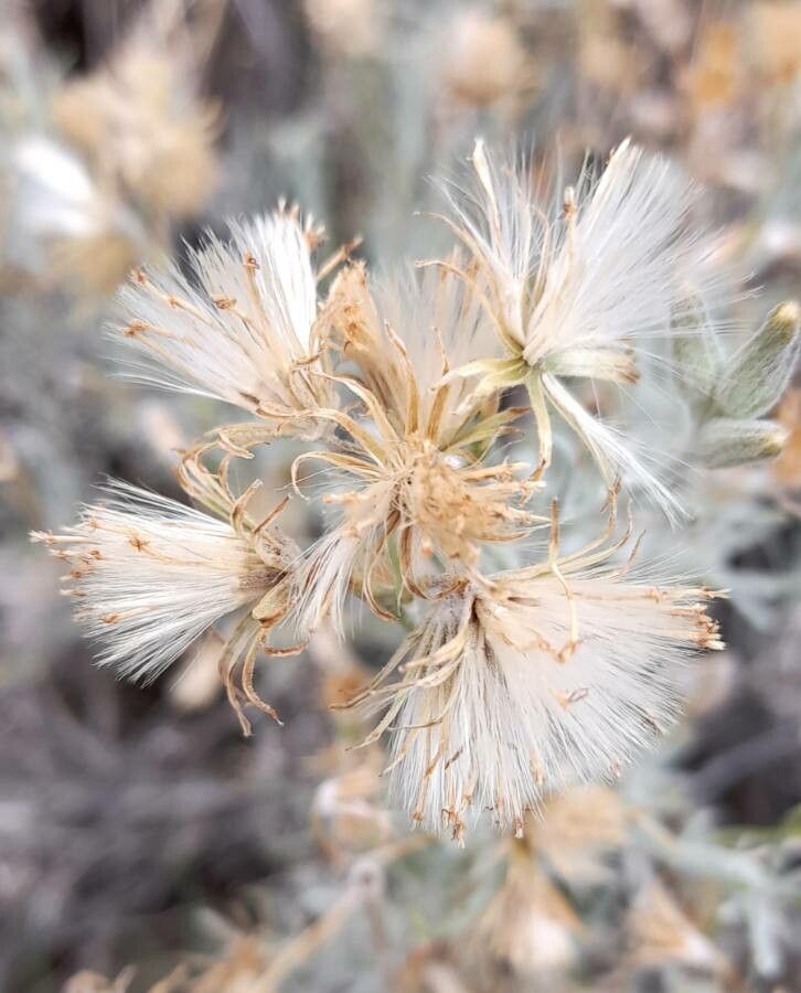 Seriphidium mendozanum fruit