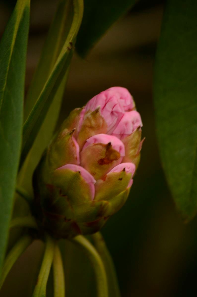 Rhododendron × geraldii flower