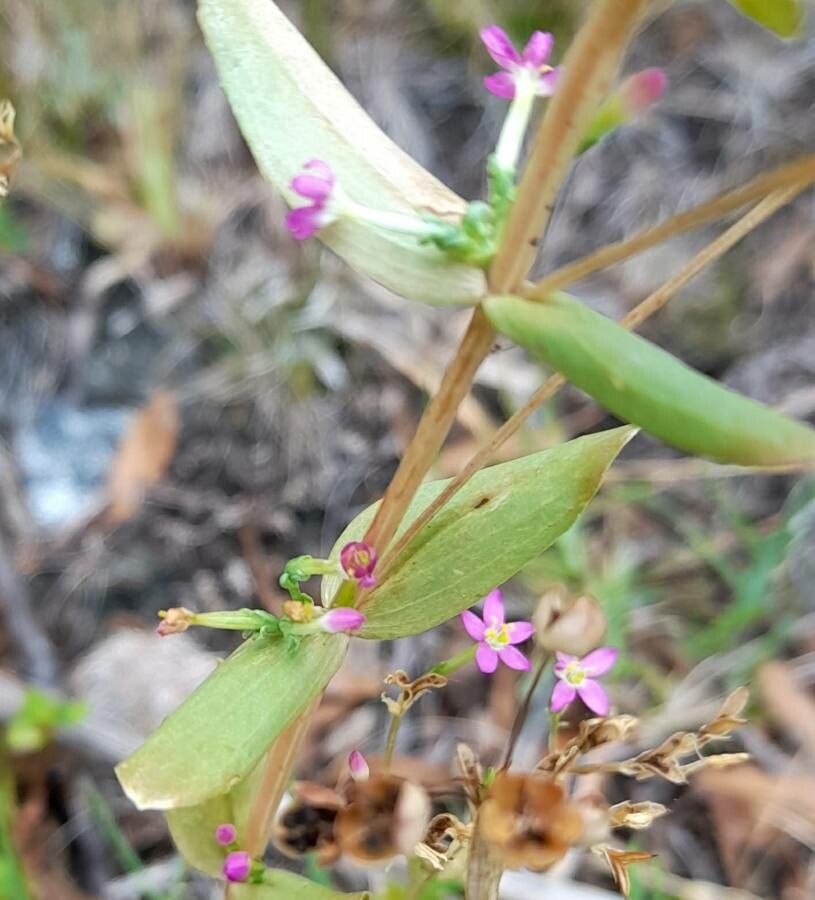 Centaurium pulchellum — houseplant care guide