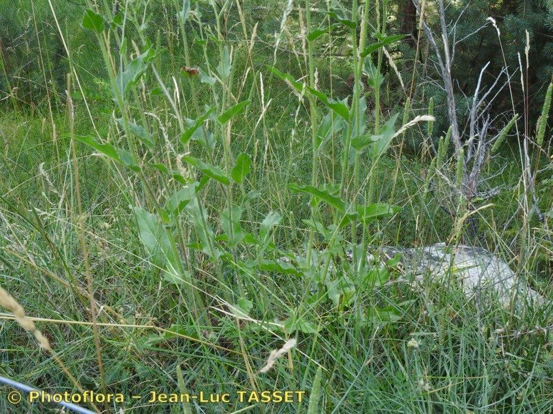Hieracium neopicris leaf