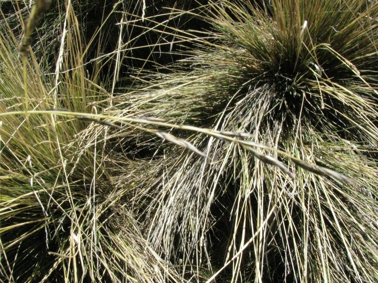 Festuca dolichophylla habit