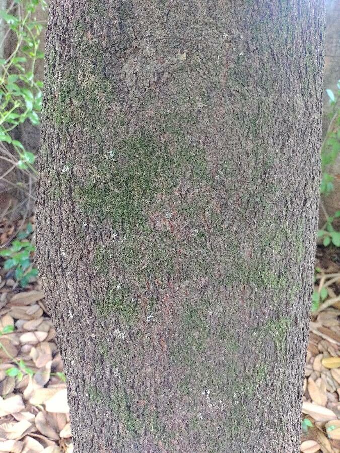 Ormosia arborea bark