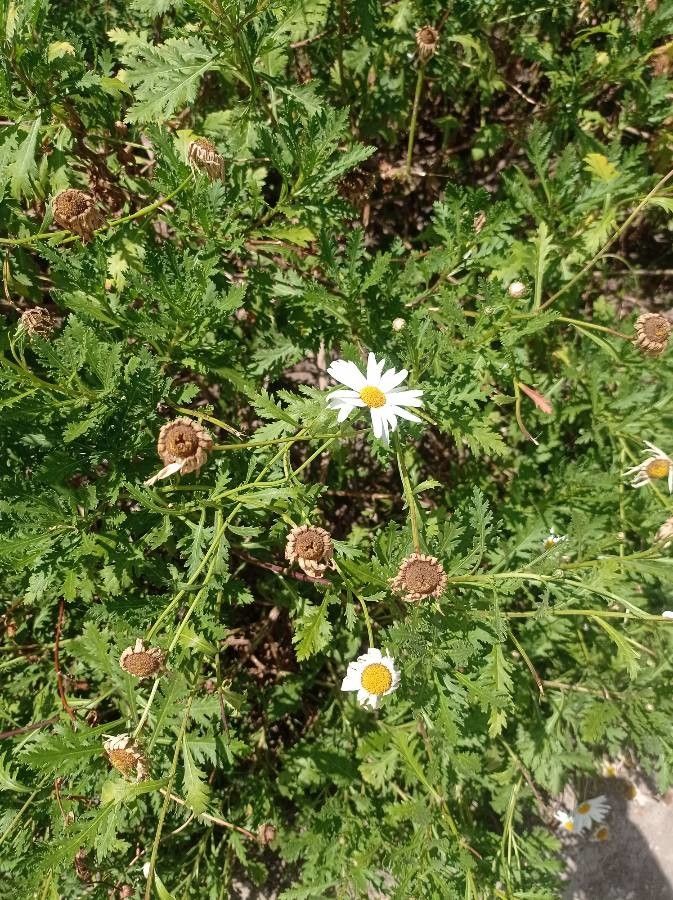 Argyranthemum broussonetii flower