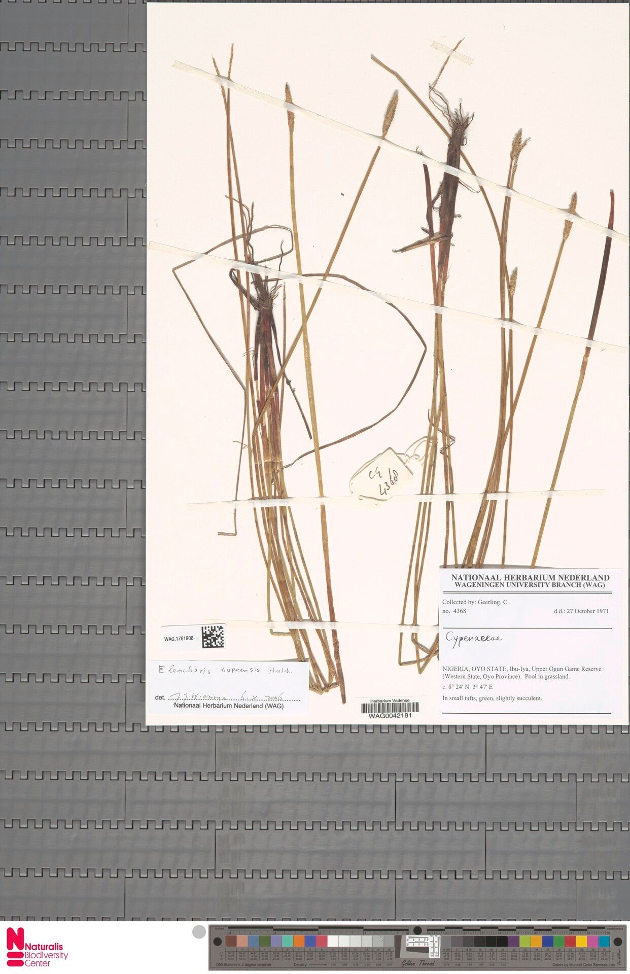 Eleocharis nupeensis — search result for 'Eleocharis'