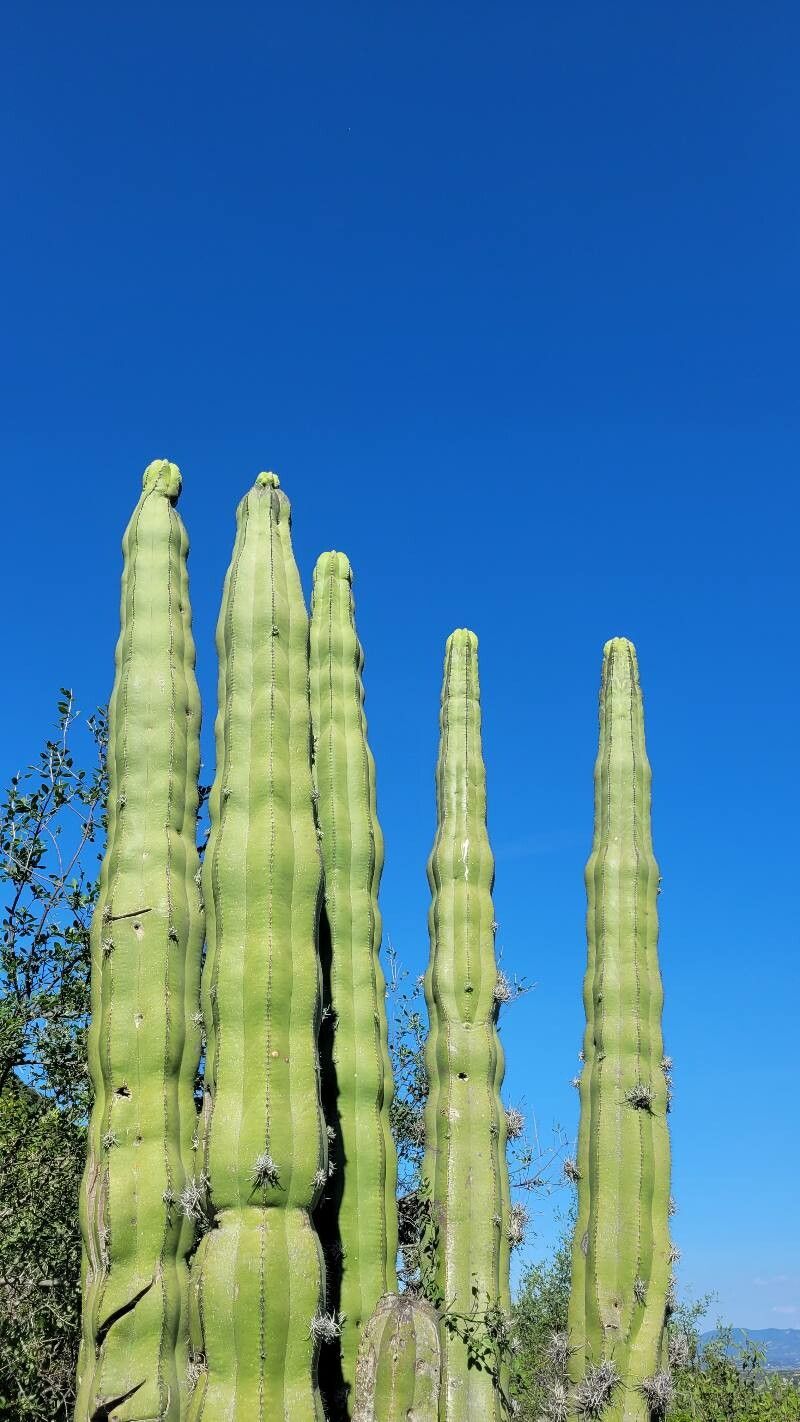 Isolatocereus dumortieri bark