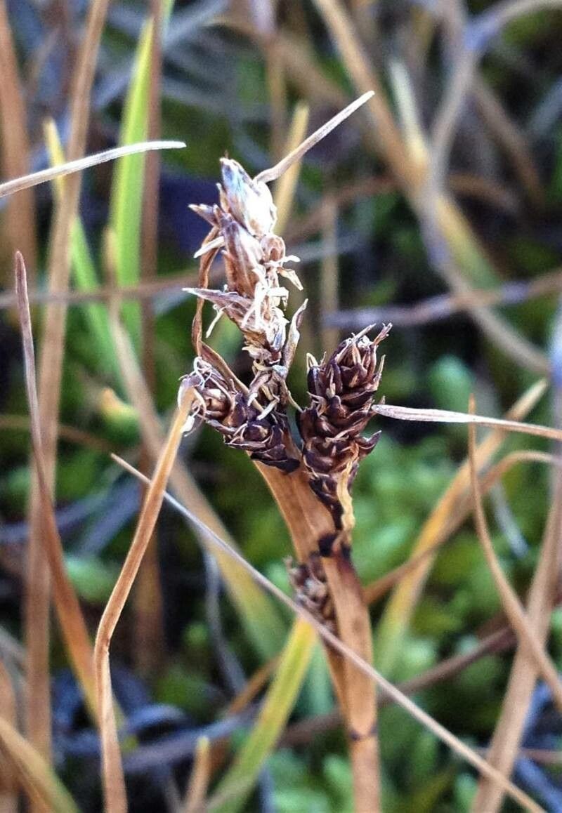 Carex lachenalii flower