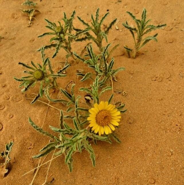 Asteriscus graveolens habit