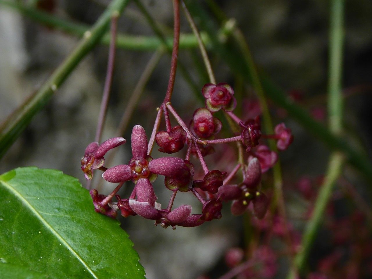 Euonymus semenovii flower