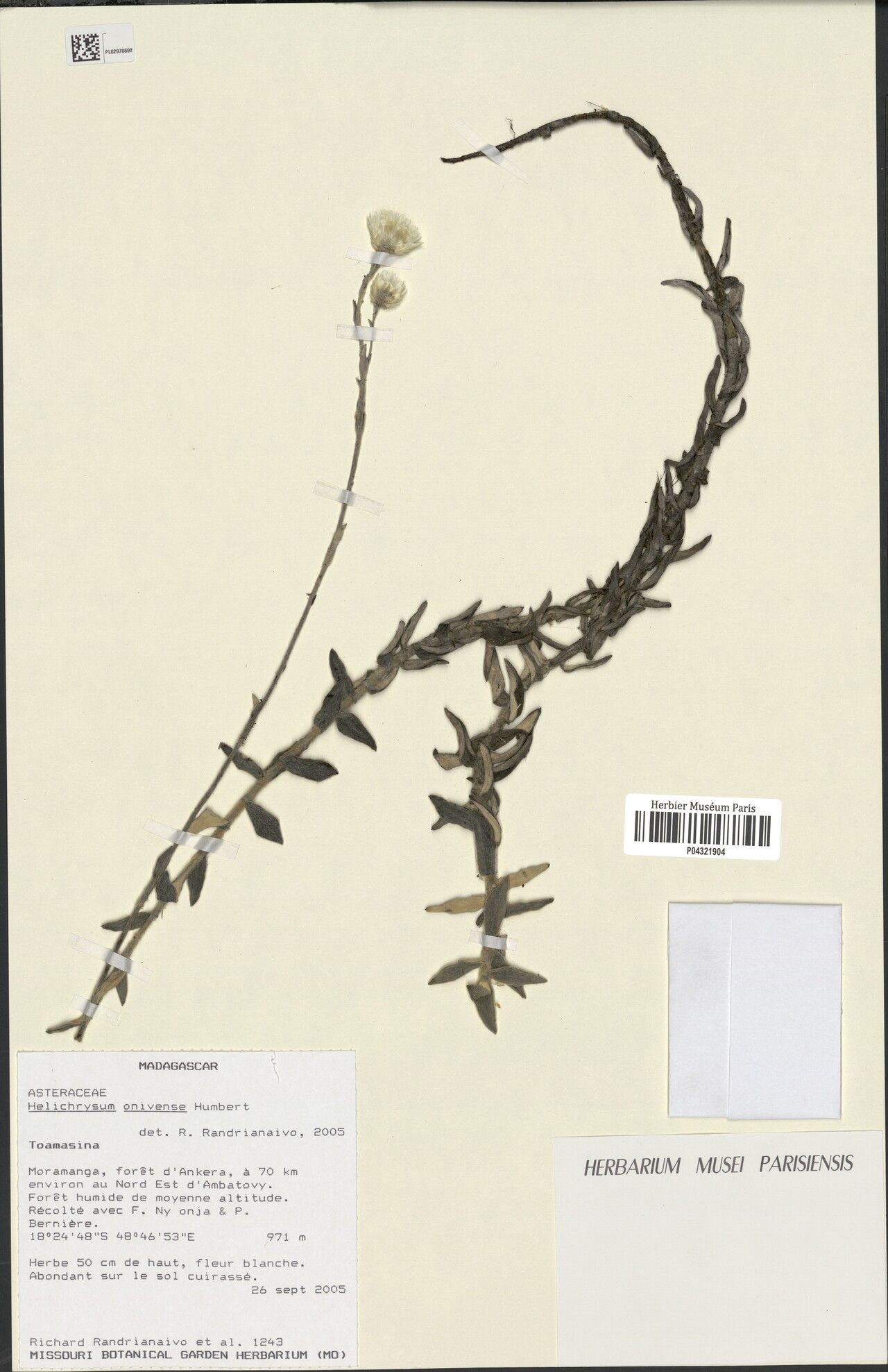 Helichrysum vaginatum — houseplant care guide