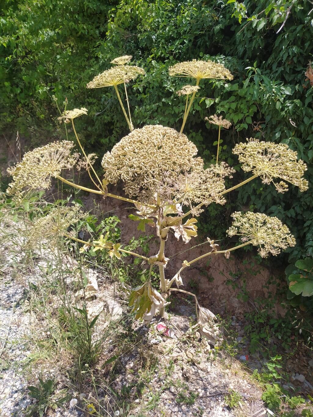 Heracleum amanum