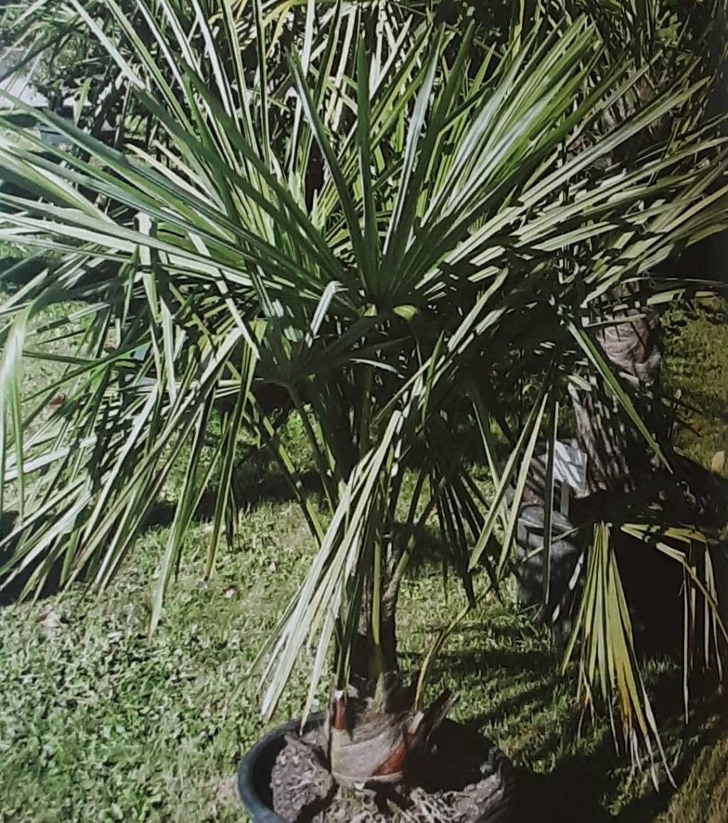 Trachycarpus takil habit