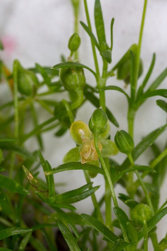 Sagina apetala — search result for 'Caryophyllaceae'