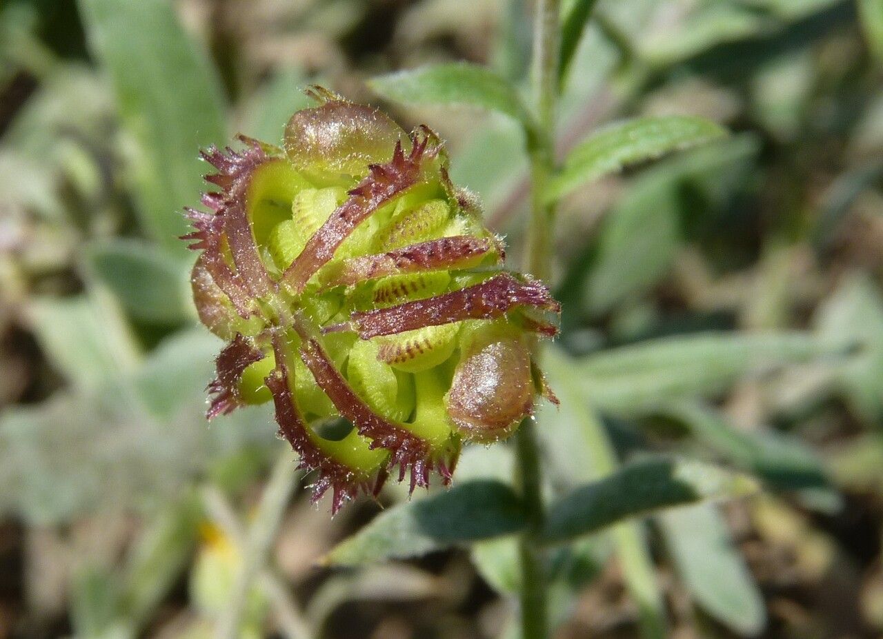 Calendula tripterocarpa fruit